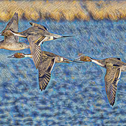 Northern Pintail in flight over the SF Bay