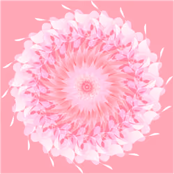 Cherry Blossom 
