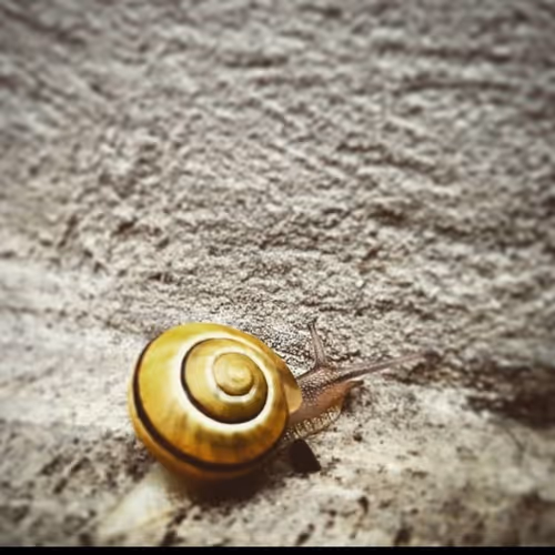 Item #65324607253427244783440320470231737880759370451457556104508643010578269339649 Media