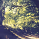 Mindful Tranquility