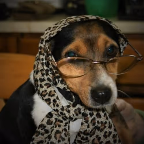 Batteredmarsbar Collection