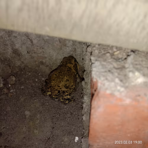 Item #15416064837448188610247350204521494909343598378477019548960405591620226908161 Media