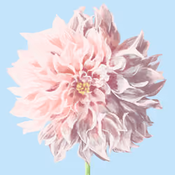 your flower.