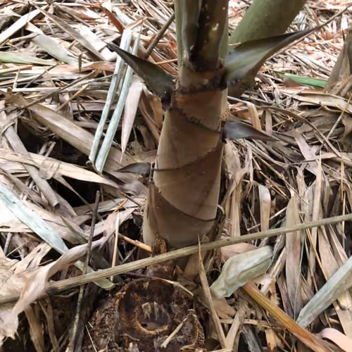 Woody1good_NFT Collection