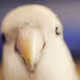 105322358618701185533743754469895824107639028648078310589264470159626759831553
