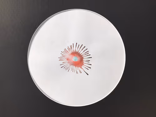 Item #5933605861827810115765458697871522694083350793229885744995134272600641896471 Media