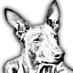 Pharaoh hound - Black & White