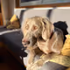 23531450618022353050863594311055418892195660539114332032784355750950041812993