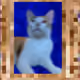 26436800223043400627167373388686687589495884302086043925268175993637403885569