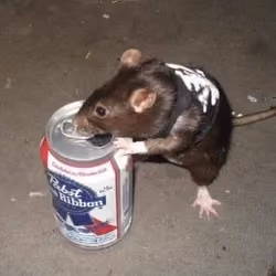 Rat With Vest Drinking Pabst Blue Ribbon