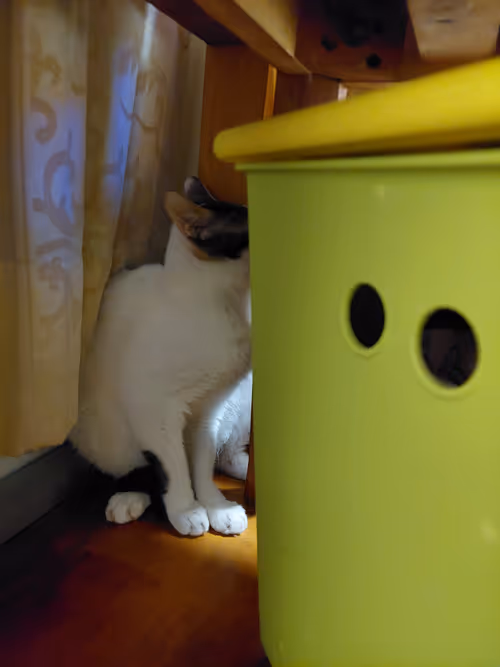 Item #99936926881834722245494880846447902772970396691943269501904837329698697510913 Media