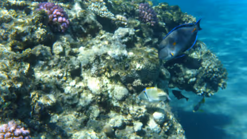 Item #32522392328516293709208538786472574869311995244495637720412795669540566466565 Media