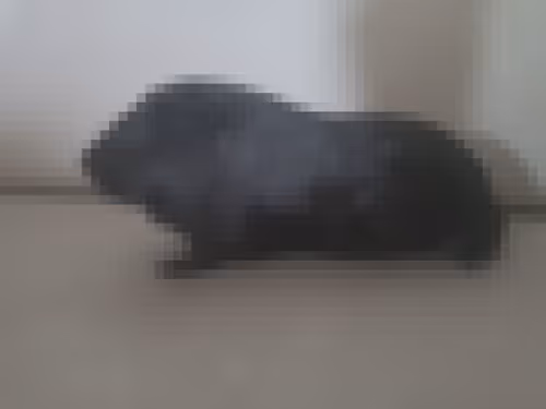 Item #985862019696196531975289967624623321503773359742228644822309234977707917337 Media