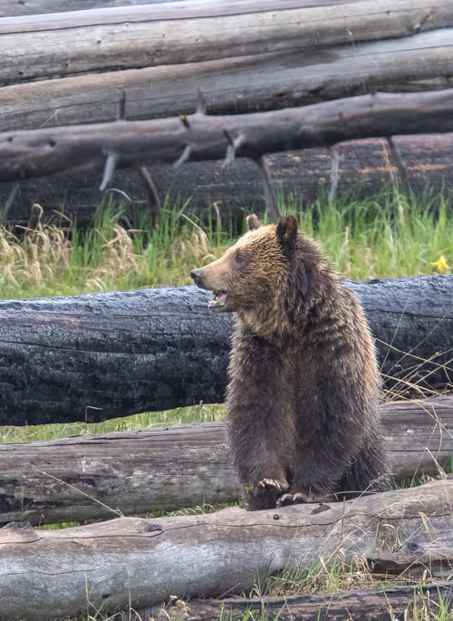 Item #19207338348144225692080396183640865546201068415206893468727031824477583310849 Media