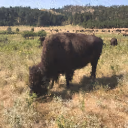 Custer State Park, South Dakota