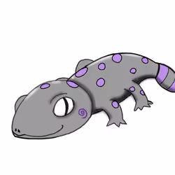 Large tail spot gecko