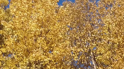 Item #76896531291442943334974629844510447756851151435301215683733002925117588635649 Media