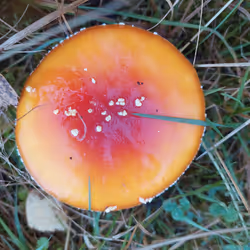 Peach Color