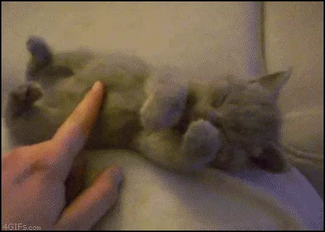 cutie cattyyy
