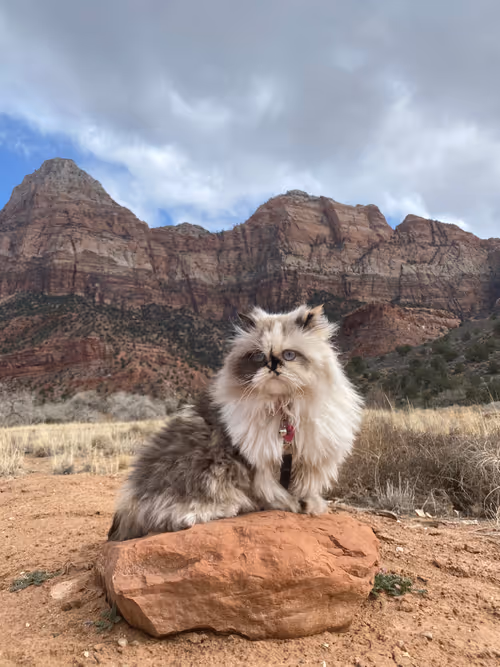 Item #88063557034118437660925886446302507819426649905583175627315428957509862293505 Media