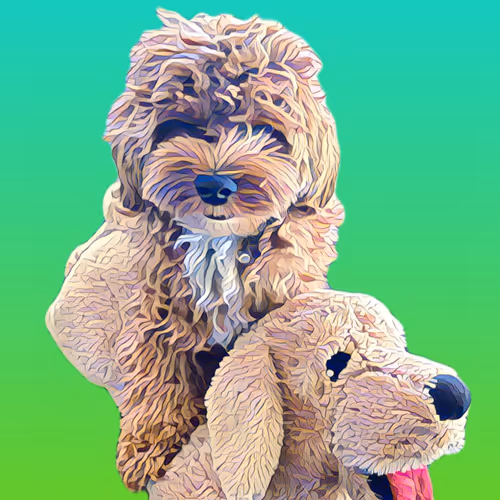 Metaversemaltipoo