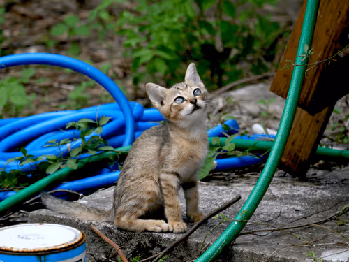 Item #55455677318123595031509472603724202920888355633279889545160944767792545005569 Media