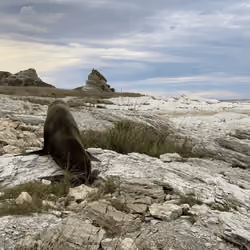 Fur Seal