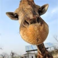 Untitled Collection #31130747