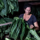 Woman preparing the tobacco leaves to dry @ Pinar del Rio, Cuba #4