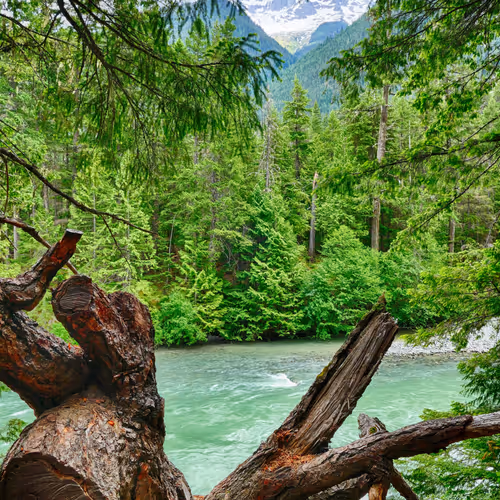 Kakashka15 Collection