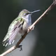 Hummingbird #017