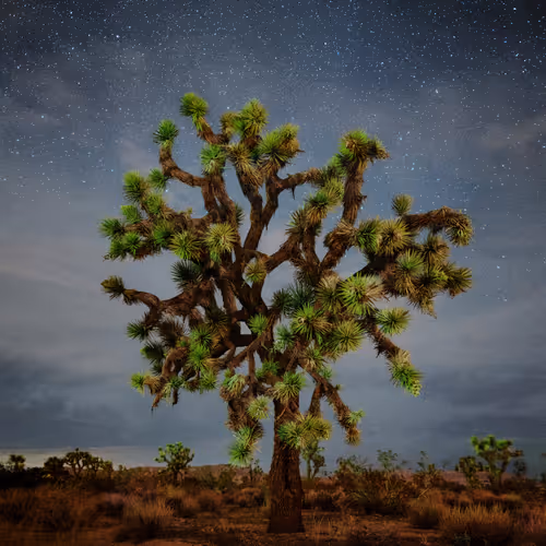 Joshuatreebypip