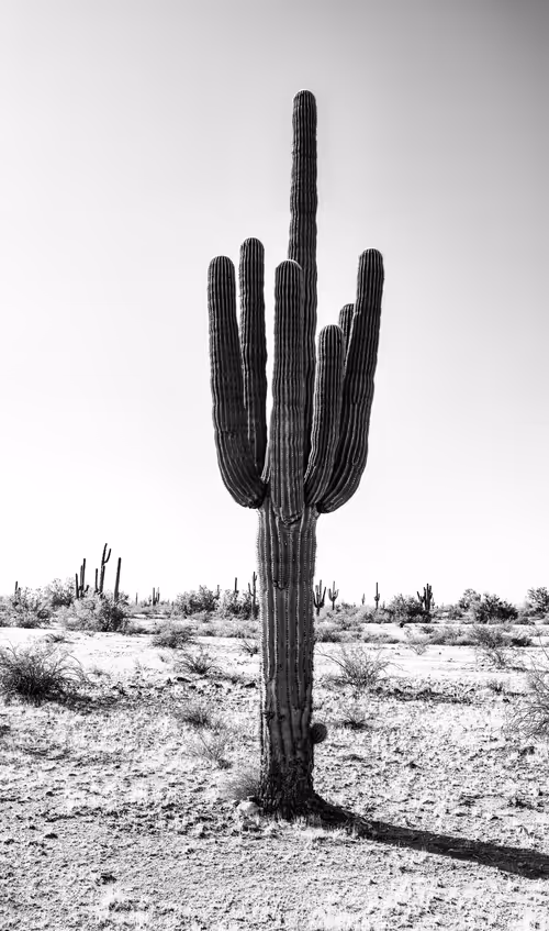 Item #33326098951146265566508462431134290695293307904352901538916508156068693540865 Media