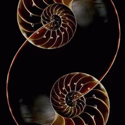 Fibonacci feat. Beethoven