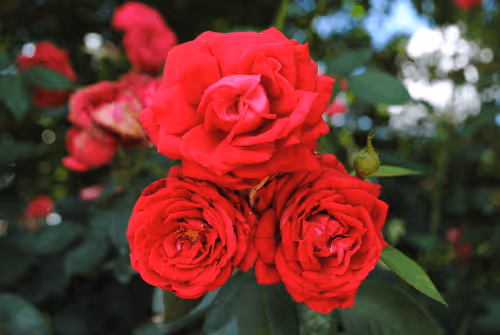 Item #40090172695085413256965535555586358742660933280315103792741764900958463066113 Media