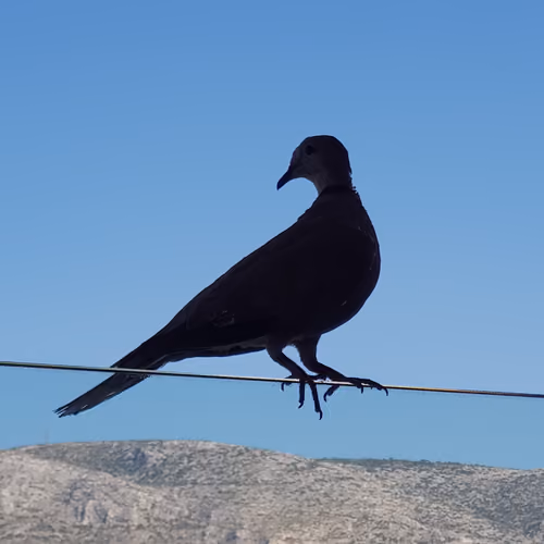 Birddy