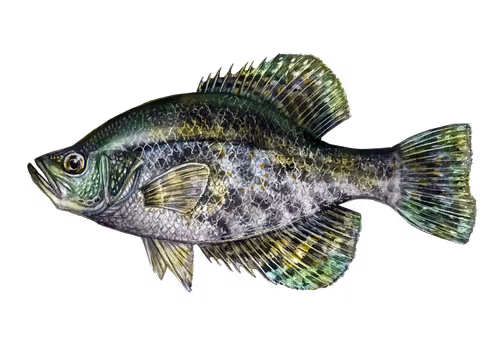 Item #3373511441100752949956833568565182299272923617678340829629130244613862326273 Media