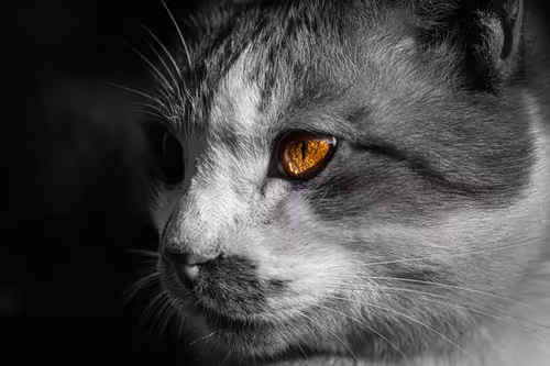 Item #26046832965360609860866363822675472440901155191145999038932145058161520279553 Media