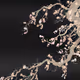 61060405065514610442634753172996405986935933031514918578475010086090177511425