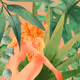 The Orange Blossom