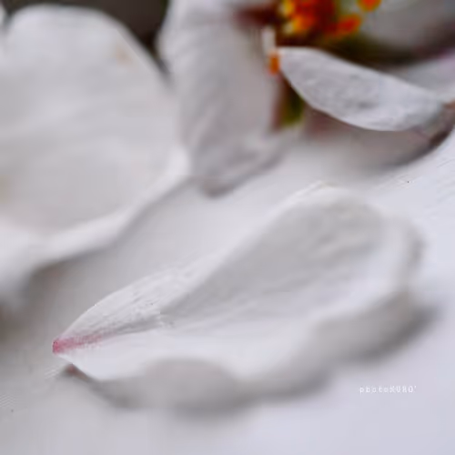 Item #103339499658907074455911852821514679659062129792359254936295356890707107250177 Media