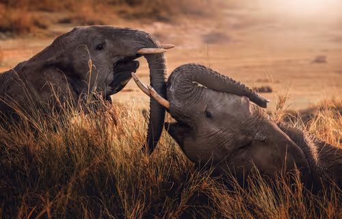 Item #46146454175190830687847236221543248864679735900060228179798027772601927991297 Media