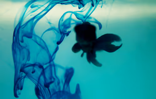 Item #101713277105975589639880448454091243544280285560533982294413790907888127967242 Media