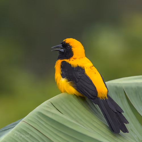 Item #76723362783280478533997952640177478162370392864243199552253501741494725246977 Media