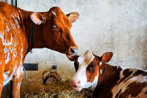 Item #57454491023137916107007493201948815472587961712729591816545853678487353688065 Media