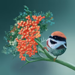 Birdie