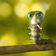 Gangsta Ass Caterpilliars