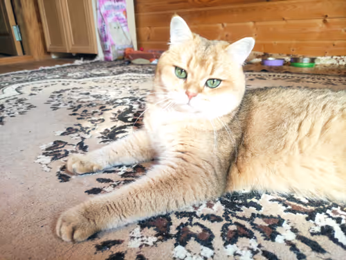 Item #46348599472569713654731178302084384440561957905567404983387339784457465888769 Media