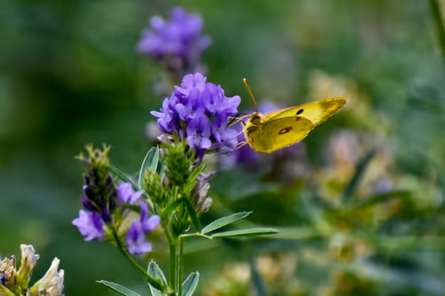 Item #90242850713282573943473333333408540290237184150123135597774242562774294069249 Media