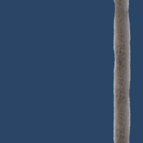 elongcat